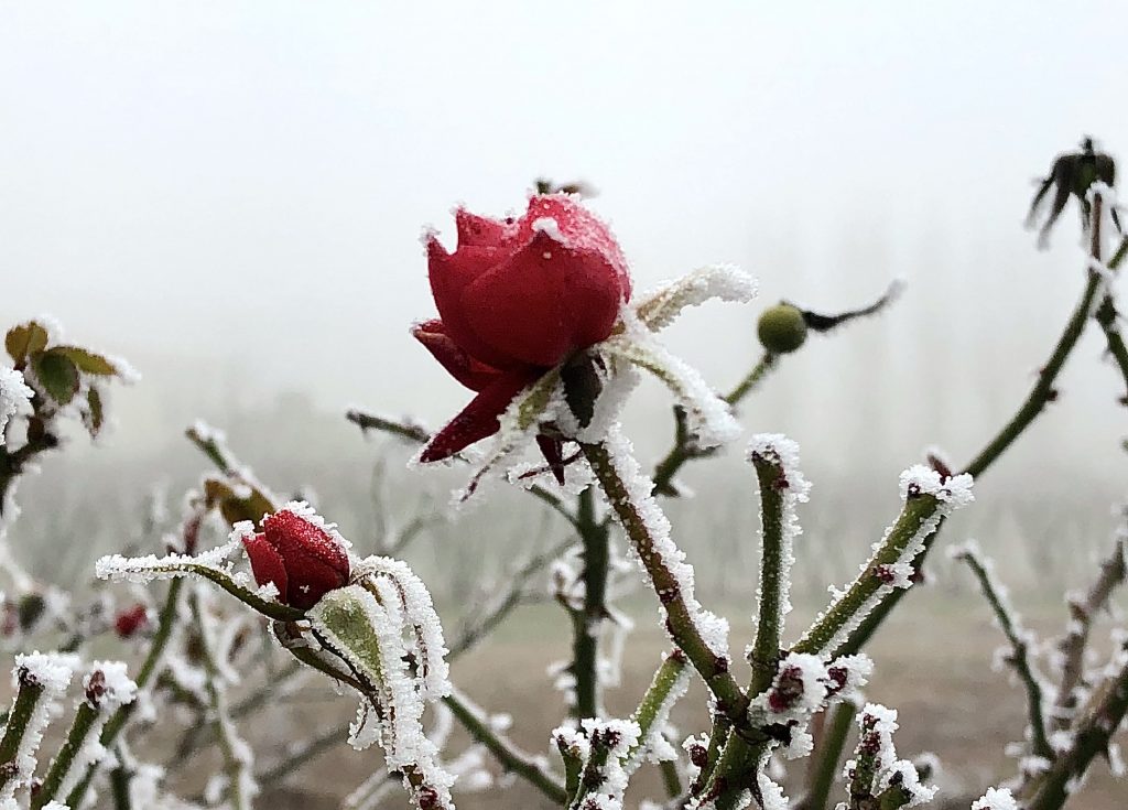 Rosa con galaverna