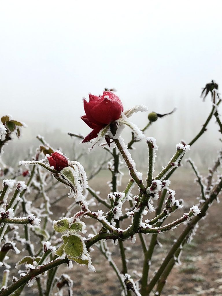 Rosa Ghiacciata dalla Galaverna